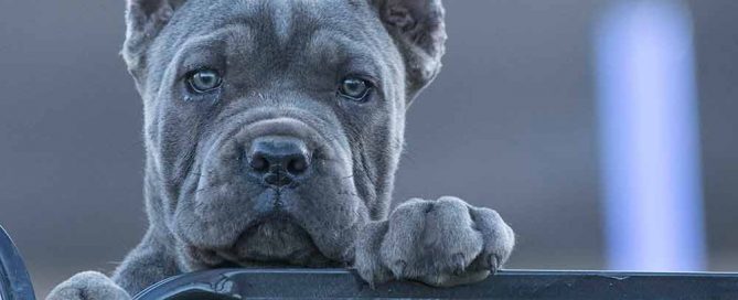 Comprar cachorros cane corso en Valencia. Nos dedicamos a la venta de perros Cane Corso en el comunidad Valenciana3