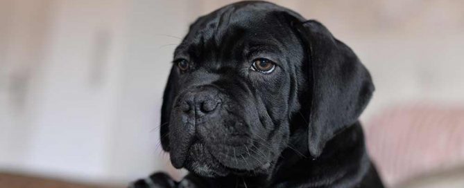 Comprar cachorros cane corso en vizcaya. Nos dedicamos a la venta de perros Cane Corso en el pais vasco2