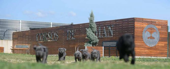 Comprar cachorros de cane corso en Ibiza