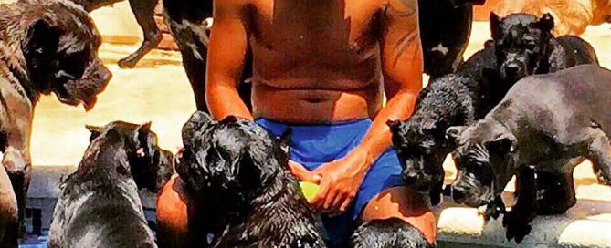 Criadores de Cane corso y Venta de cachorros en Mexico3