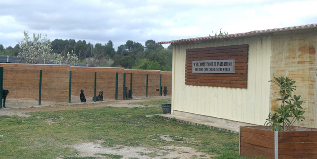 Criadores de cane corso Nos dedicamos a la venta de cachorros de Cane Corso2