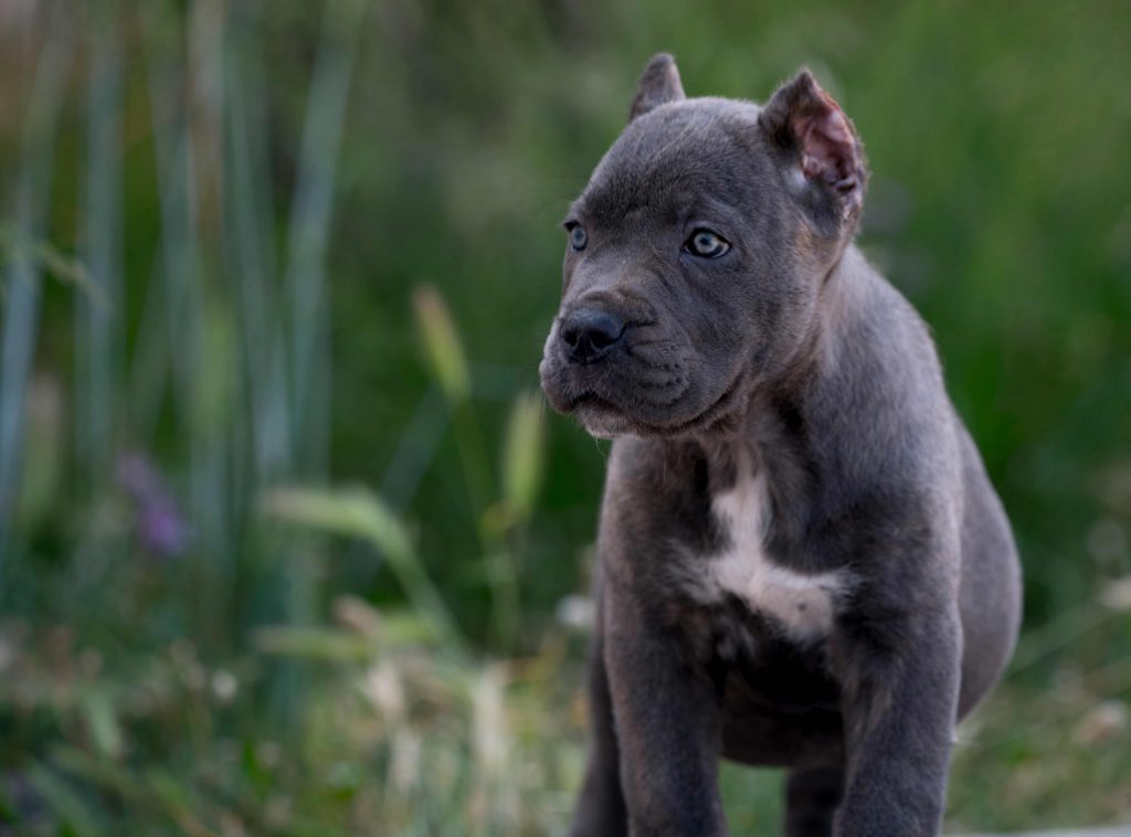 DSC4649.buy cane corso in minnesota and for sale best cane corso puppies in Usa3