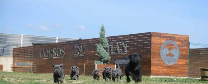 Donde Comprar Perro cane corso y Venta de cachorros de cane corso en Madrid