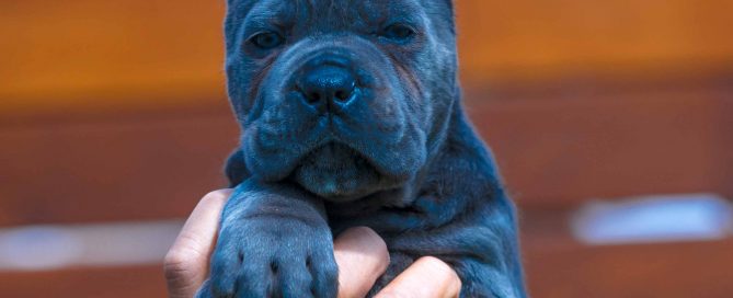 Donde Comprar perro cane corso en Tarragona y Criadores de cane corso en Cataluña22