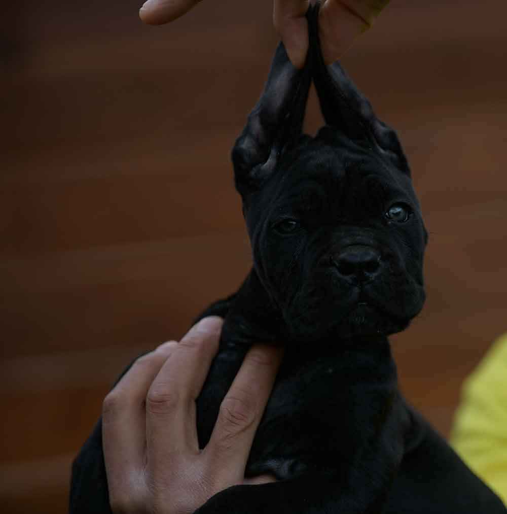 Donde Comprar un perro cane corso en La Coruña y Criadores de cane corso en Galicia.2