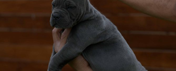 Donde Comprar un perro cane corso en Zamora y Criadores de cane corso en Castilla Leon1