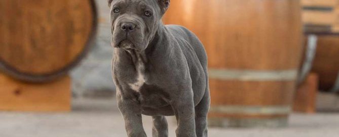 Donde compra cane corso y venta de cachorros de cane corso en Asuncion Paraguay4