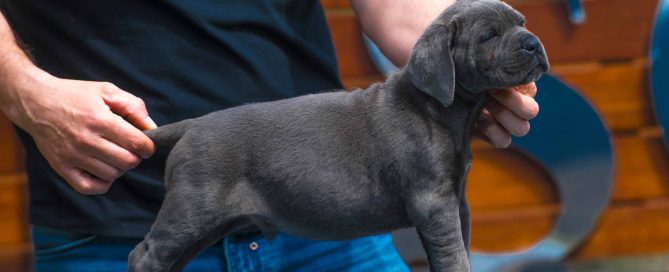 Donde comprar Cane corso en Lerida y Criadores de cane corso en Cataluña