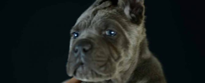 Donde comprar cachorros de cane corso en Malaga