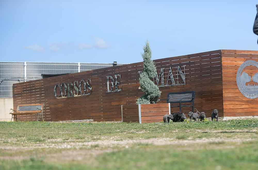 Donde comprar cachorros de cane corso en Pontevedra y criadores de cane corso en Galicia1