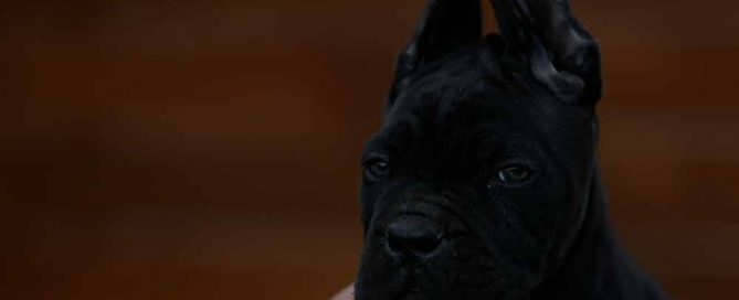 Donde comprar cachorros de cane corso en Pontevedra y criadores de cane corso en Galicia2