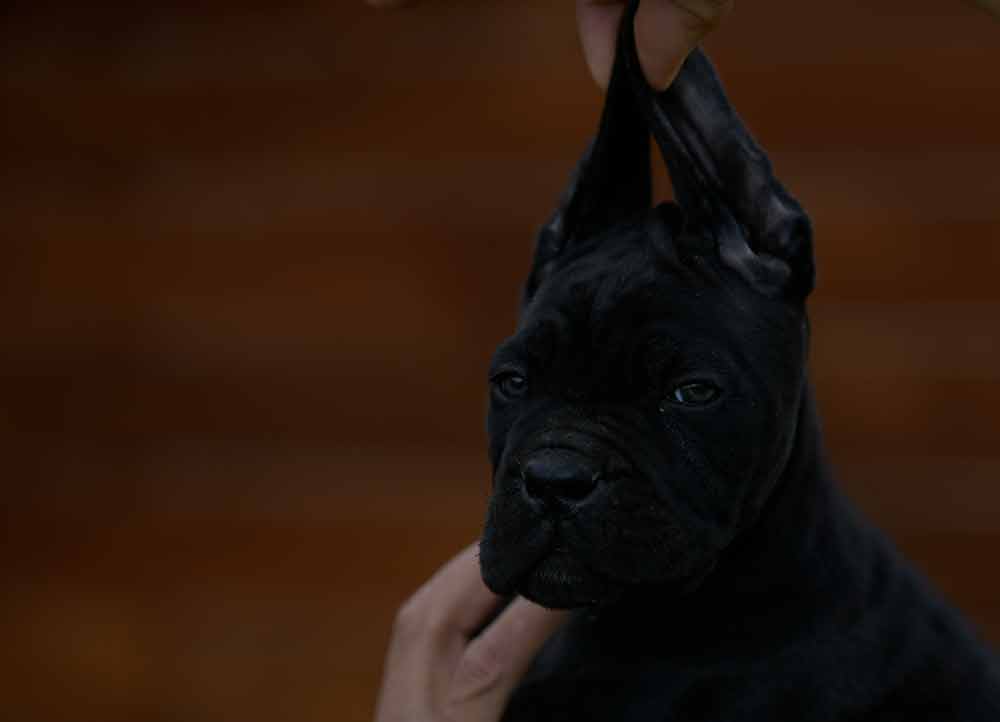 Donde comprar cachorros de cane corso en Pontevedra y criadores de cane corso en Galicia2