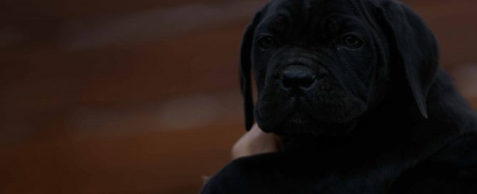Donde comprar cachorros de cane corso en Sevilla y Criadores de cane corso en Andalucia
