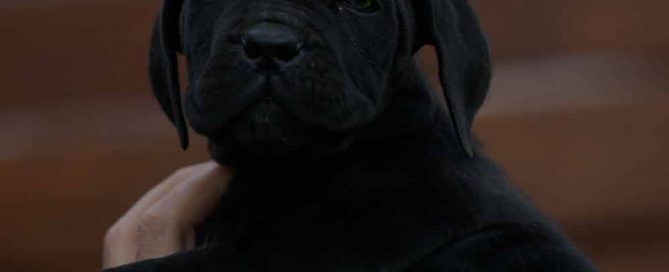 Donde comprar cachorros de cane corso en Soria y criador de cane corso en Castilla y León