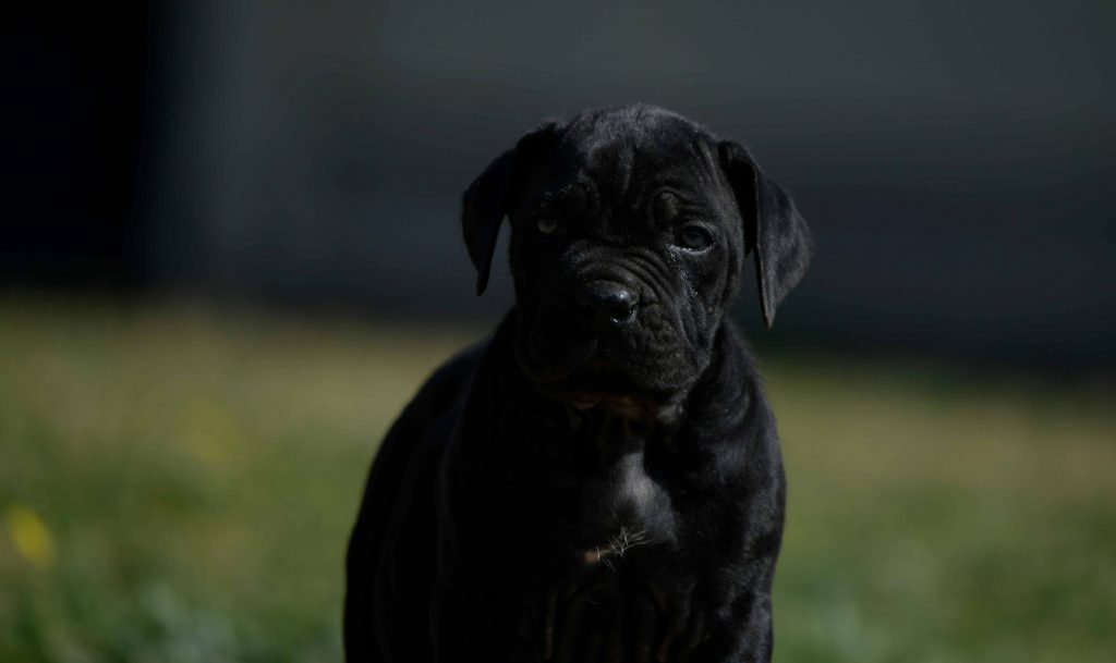 Donde comprar cane corso en Alicante y venta de cachorros de cane corso en la Comunidad Valenciana1