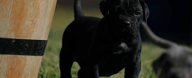 Donde comprar cane corso en Alicante y venta de cachorros de cane corso en la Comunidad Valenciana2