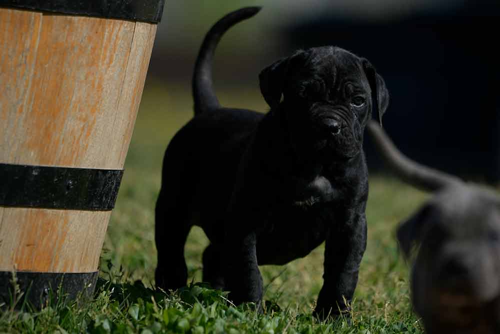 Donde comprar cane corso en Alicante y venta de cachorros de cane corso en la Comunidad Valenciana2