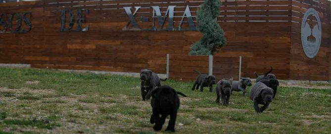 Donde comprar cane corso en Valladolid y criadores de cane corso en Castilla leon1