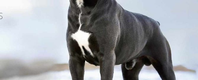 Donde comprar cane corso y Venta de cachorros de cane corso en San Juan Puerto Rico2