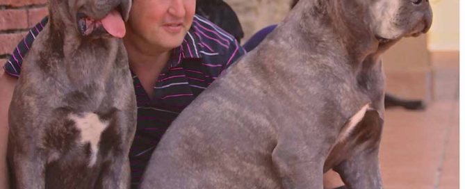 Donde comprar cane corso y Venta de cachorros de cane corso italiano en Jalisco Mexico1