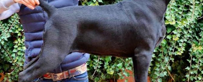 Donde comprar cane corso y venta de cachorros en Tijuana Mexico3