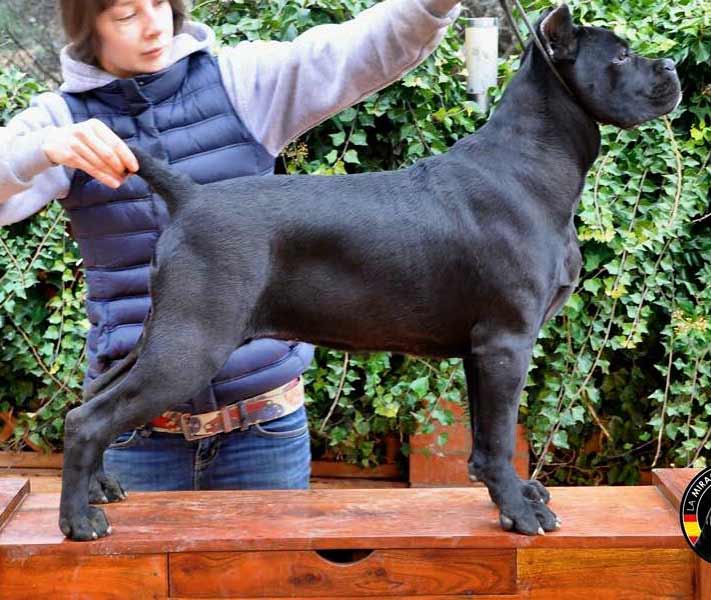 Donde comprar cane corso y venta de cachorros en Tijuana Mexico3