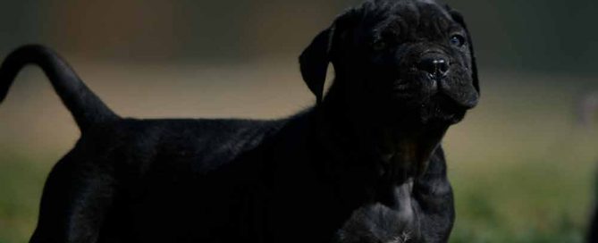 Donde comprar perro cane corso en Avila y Criadores de cane corso en Castilla leon1