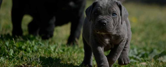 Donde comprar perro cane corso en Badajoz y criadores de cane corso en Extremadura