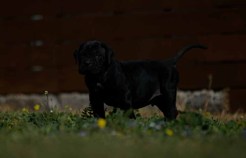 Donde comprar perro cane corso en Caceres Y criadores de cane corso en Extremadura