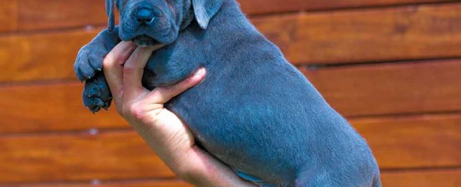 Donde comprar perro cane corso en San Sebastian y Criadores de cane corso en el Pais Vasco1