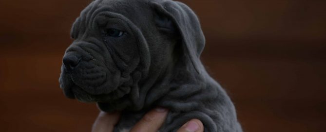 Donde comprar perro cane corso italiano en Marbella y criadores de cane corso en Cadiz2