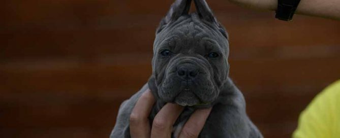 Donde comprar perro cane corso y Venta de cachorros de cane corso en Bilbao3