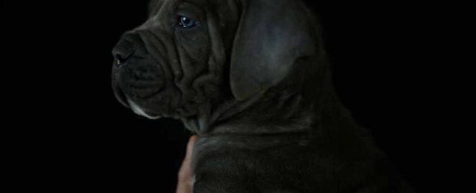 Donde comprar perro cane corso y venta de cachorros de cane corso en Valencia1