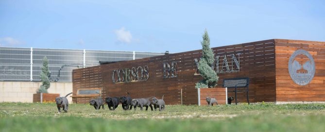 Donde comprar un cachorros de cane corso en Santa Cruz de Tenerife Canarias