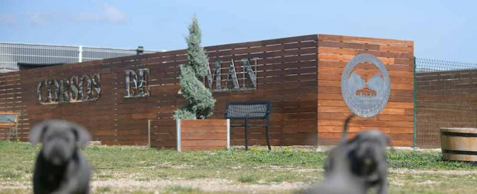 Donde comprar un cane corso en Almeria y Criadores de perro cane corso en Andalucia3
