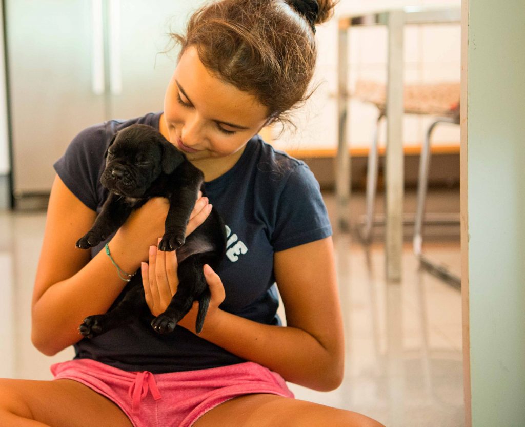 Donde comprar un cane corso y Venta de cachorros en Zaragoza2