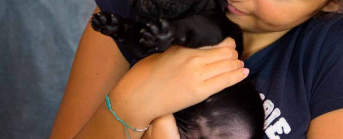 Donde comprar un cane corso y Venta de cachorros en Zaragoza3