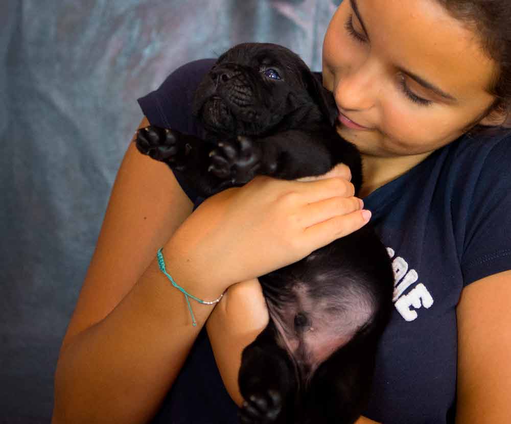 Donde comprar un cane corso y Venta de cachorros en Zaragoza3