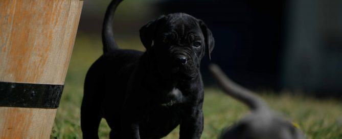 Donde comprar un perro cane corso en Oviedo y Criadores de cane corso en Asturias2