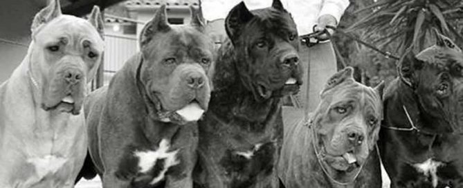 How to buy a Cane corso dog from a foreign country2
