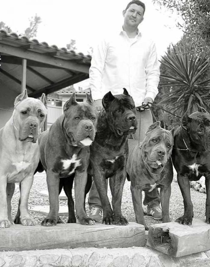 How to buy a Cane corso dog from a foreign country Cane Corso Barcelona