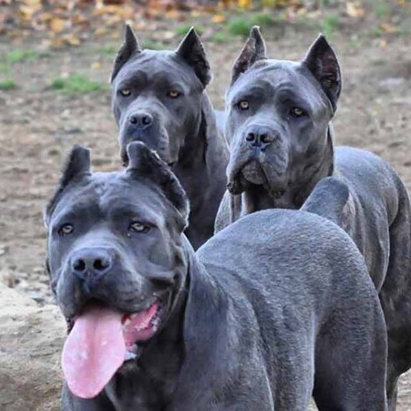 How to buy a Cane corso dog from a foreign country Cane Corso Barcelona