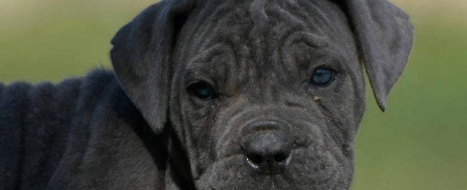Venta de perro cane corso italiano y criadores de cane corso en Jalisco2