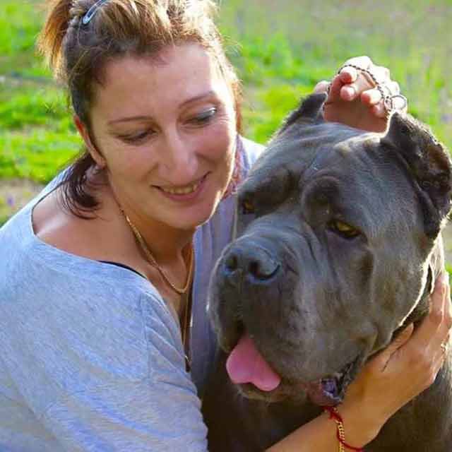 Where buy cane corso and For sale cane corso puppies in salt lake city1
