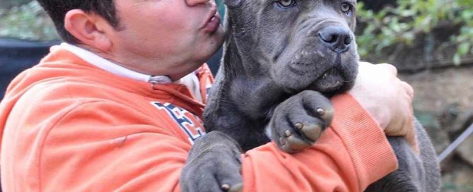 Where buy cane corso and For sale cane corso puppies in salt lake city3