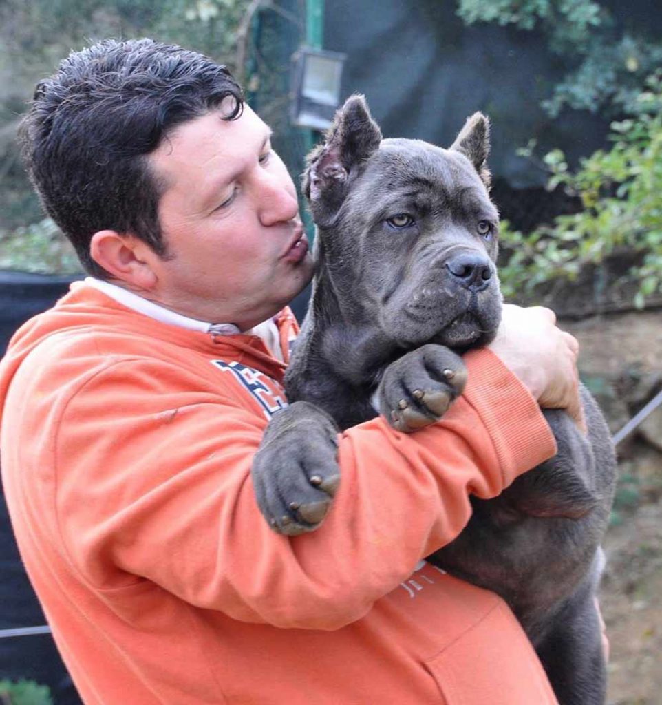 Where buy cane corso and For sale cane corso puppies in salt lake city