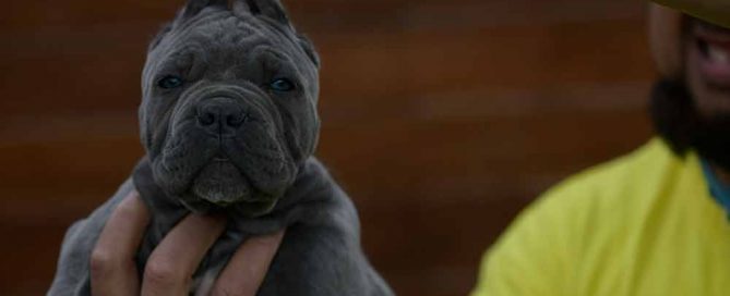 Where buy cane corso and breeders of italian mastiff in Arlington2