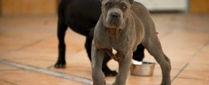 Where buy cane corso and for sale cane corso puppies in California USA4