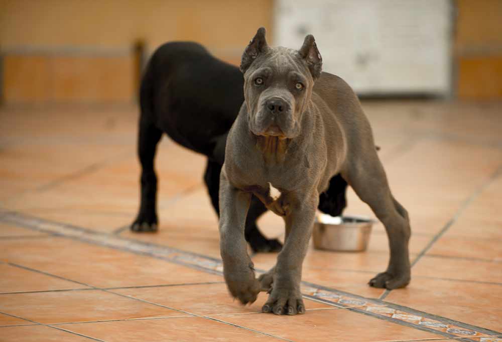 Where buy cane corso and for sale cane corso puppies in California USA4