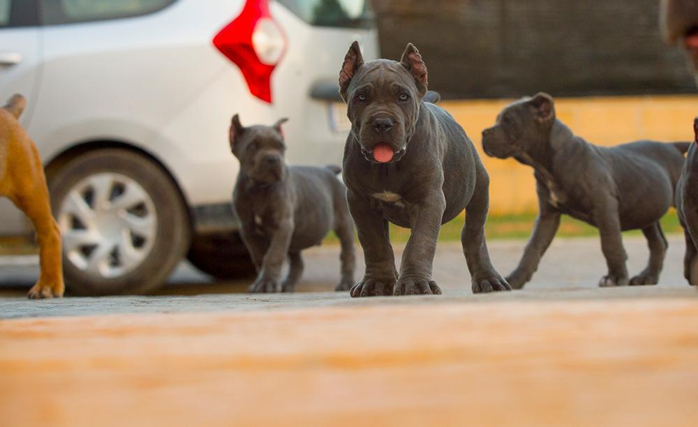 Where buy cane corso and for sale cane corso puppies in California USA5